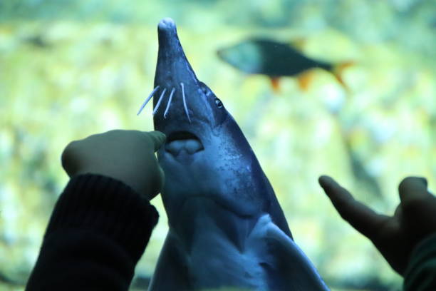 istock Hand at the window of an aquarium with a fish. 861282784