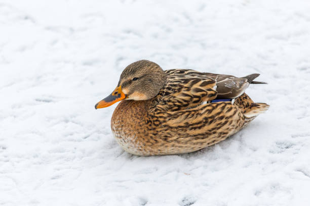 istock Mallard duck female resting on a snow and looking into the camera 861287152