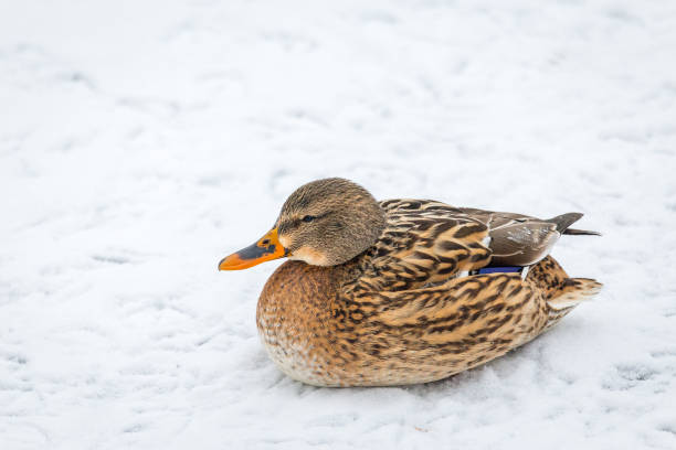 istock Mallard duck female resting on a snow 861287166