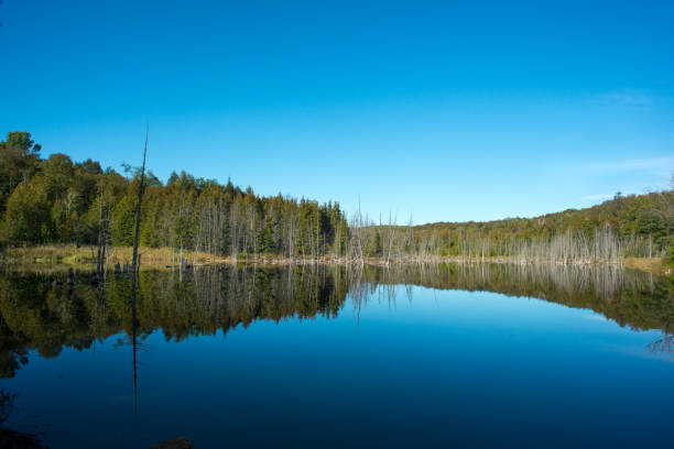 istock Quiet Back-country lake under blue sky 861287460