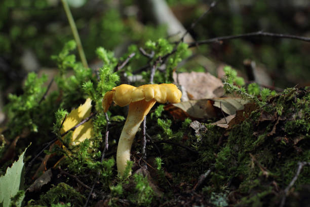 istock Chanterelle under a ray of sunshine 861290398