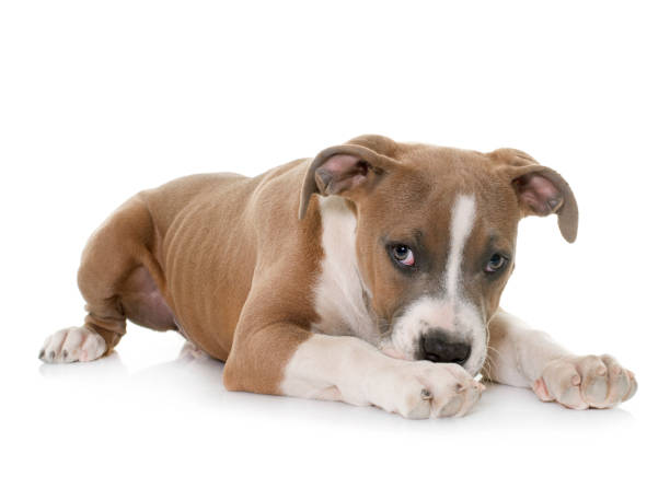 istock puppy american staffordshire terrier 861291152