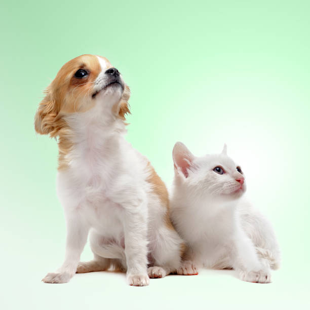 istock puppy chihuahua and white kitten 861291276