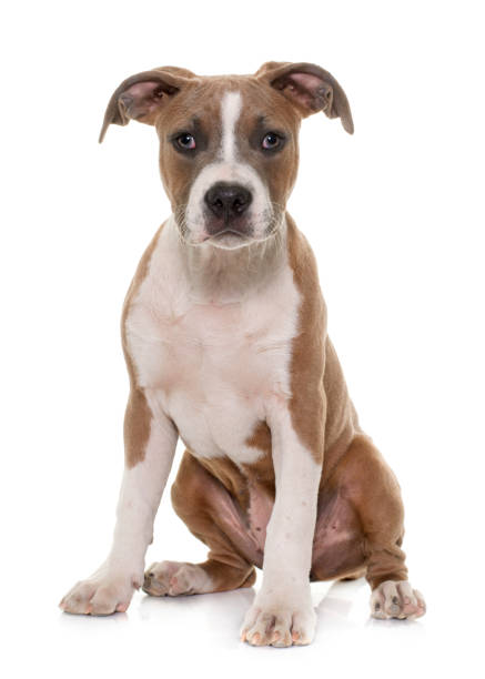 istock puppy american staffordshire terrier 861291708