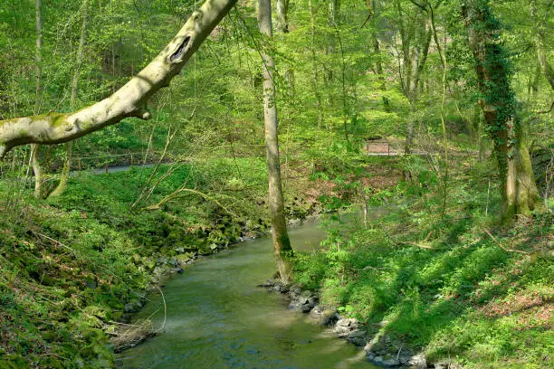 Duessel River in Neanderthal near Düsseldorf and Mettmann,North Rhine westphalia,Germany