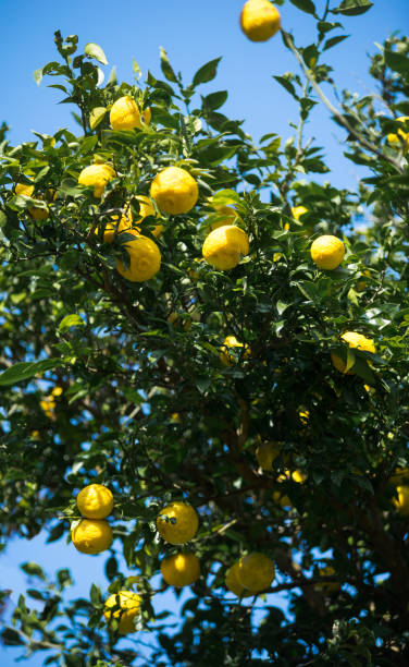 istock Citron fruit is a kind of Japanese citrus 861303104