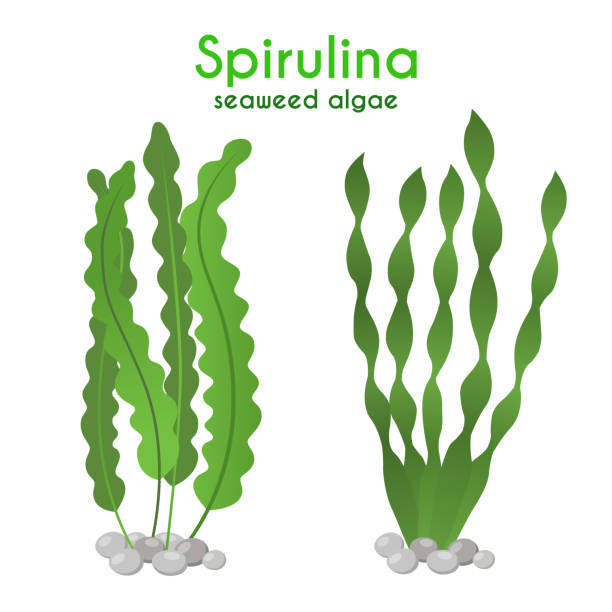 spirulina algen algen. vegetarische ernährung, gleich. flache cartoon-stil. vektor - spirulina pacifica illustrations stock-grafiken, -clipart, -cartoons und -symbole