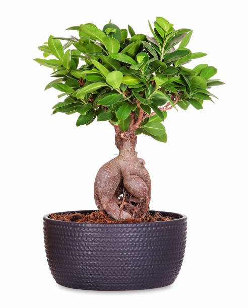 Bonsai ginseng ficus Little ginseng bonsai as potted plant, isolated. baumwurzel stock pictures, royalty-free photos & images