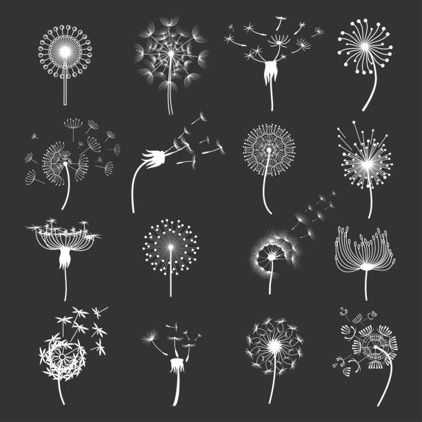 illustrations, cliparts, dessins animés et icônes de ensemble fleur de pissenlit - dandelion freedom silhouette wind