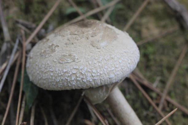 istock Wild fungus 