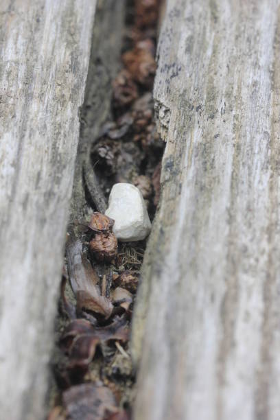 istock wooden planks with pebbles 861307492