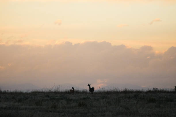istock Mother Deer and Young Deer 861310848