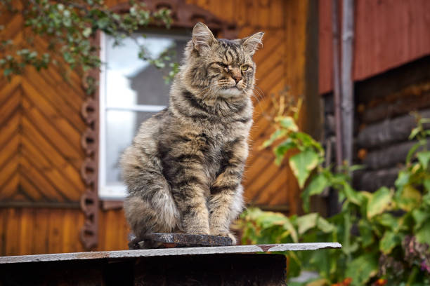 istock Proud fluffy Siberian cat blink an eye 861317490