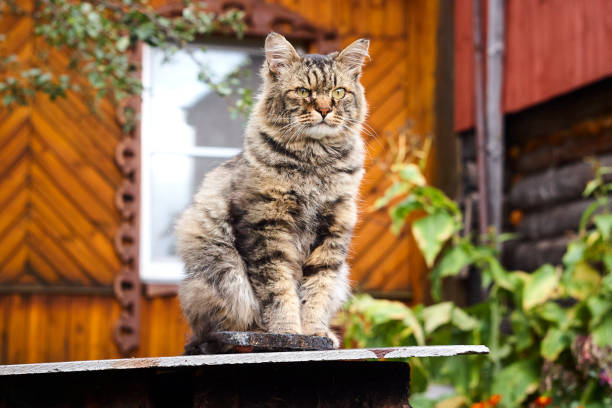 istock Proud fluffy Siberian cat looking ahead in camera 861318180
