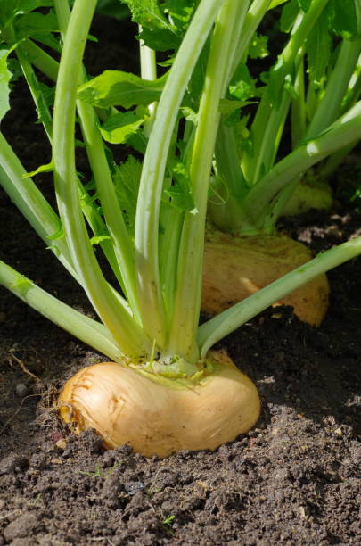 istock Turnips closeup in the garden 861318874