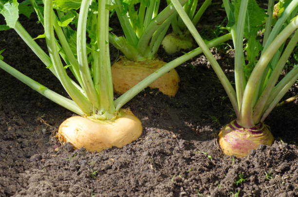istock Turnips growing in the garden 861318876