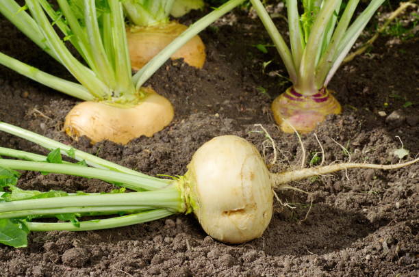 istock Turnips growing in the garden 861318884