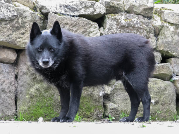 istock Old greying Schipperke dog standing by drystone wall. 861319464