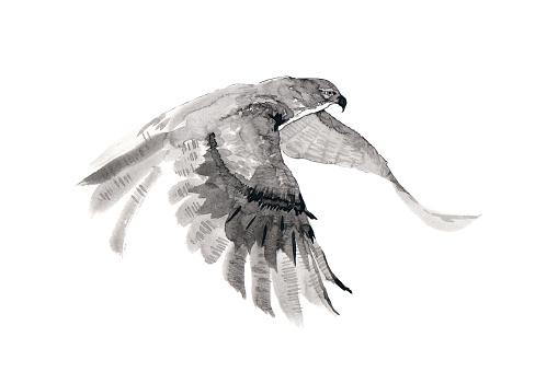 The flying falcon. Ink drawing.