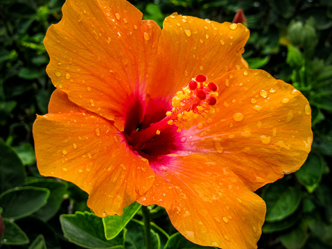 Closeup of Orange Hibiscus Flower covered with water droplets, Kauai, Hawaii