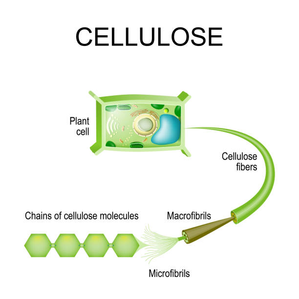 illustrazioni stock, clip art, cartoni animati e icone di tendenza di cellulosa nella cellula vegetale. - science botany chemistry formula