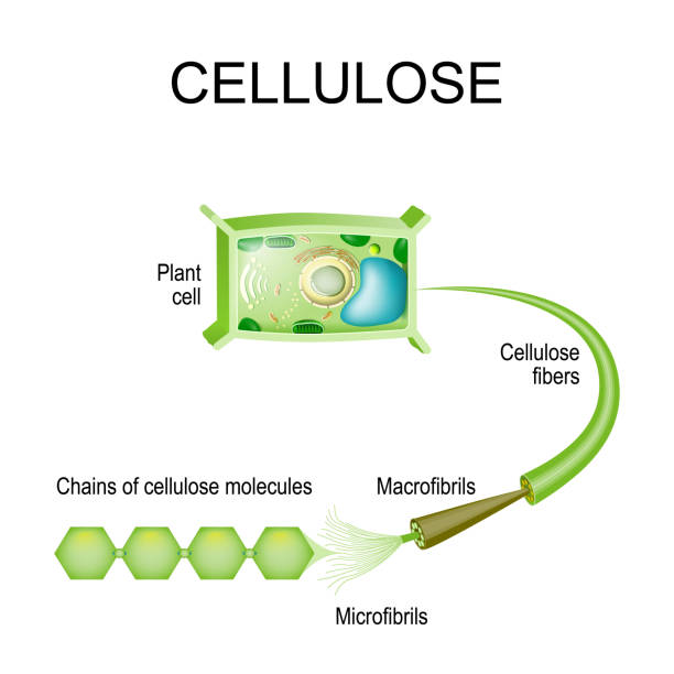 ilustrações de stock, clip art, desenhos animados e ícones de cellulose in the plant cell. - science botany chemistry formula