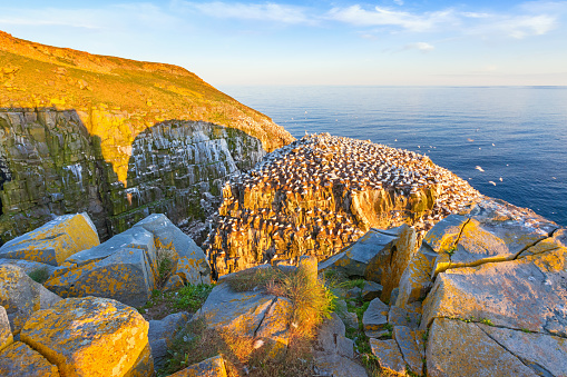 Landscape stock photograph of cliffs, thousands of northern gannets and the Atlantic Ocean at the remote Cape St. Mary's Ecological Reserve in Newfoundland, Canada at sunset.