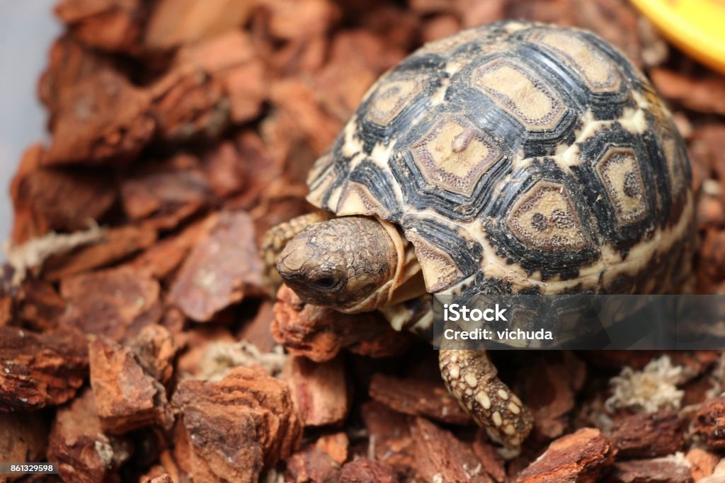 Baby Turtle Walking In The Farm Animal Protection Stock Photo - Download  Image Now - Animal Wildlife, Animals In The Wild, Backgrounds - iStock