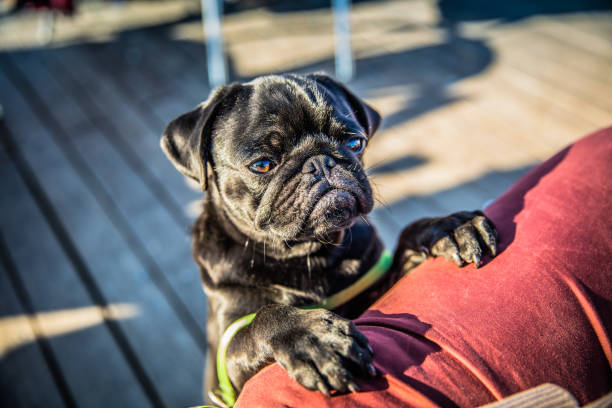 My Pug Marley on the Ponte Vecchio in Florence