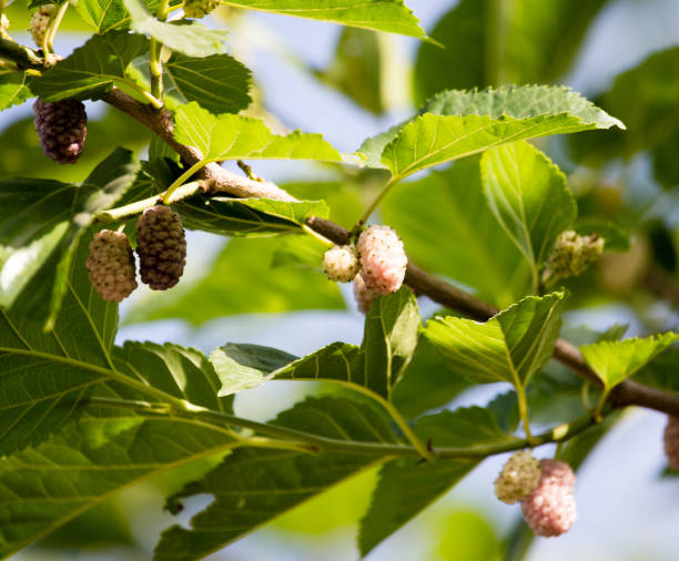 istock ripe mulberry berry on the branches of a tree 861333162