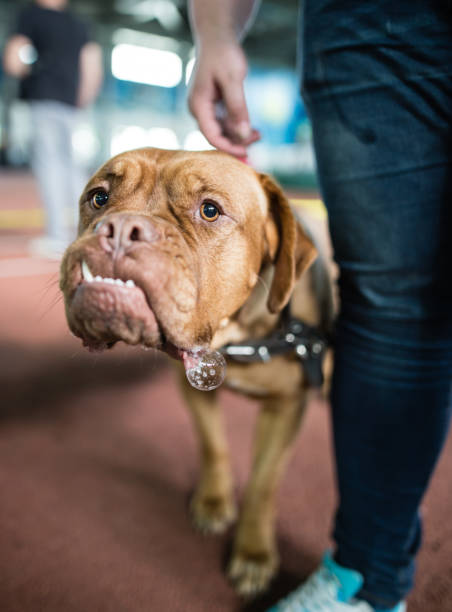 istock a portrait of a thoroughbred dog 861333610