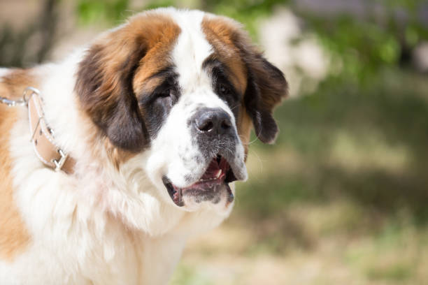 istock a portrait of a thoroughbred dog 861335800
