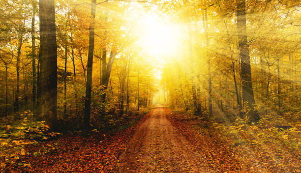 sol brilhante no outono floresta - montanhas suábias - fotografias e filmes do acervo