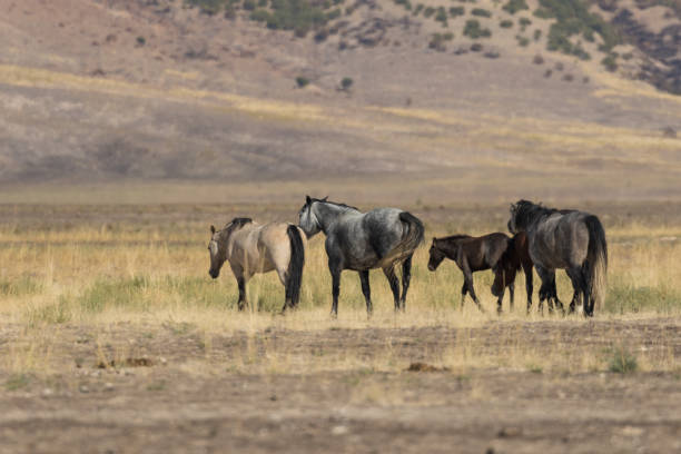 istock Wild Horses in the Utah Desert 861338000