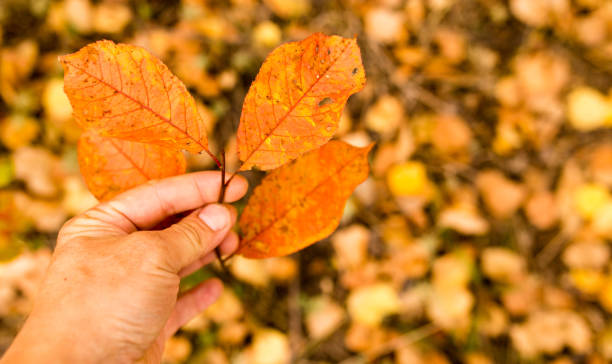 istock beautiful leaves on a tree in autumn 861338240