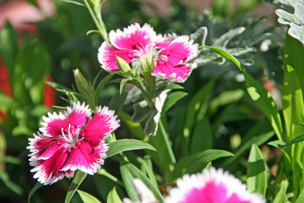 istock pink and white sweet william spring flower bloom varied green 861340720