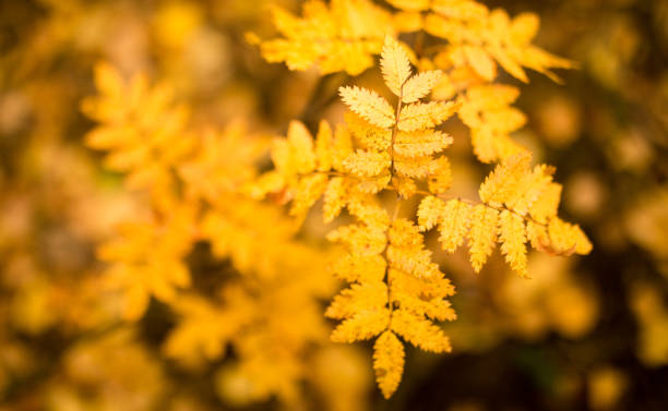 istock beautiful leaves on a tree in autumn 861340778