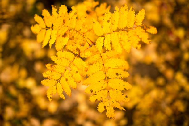 istock beautiful leaves on a tree in autumn 861340904