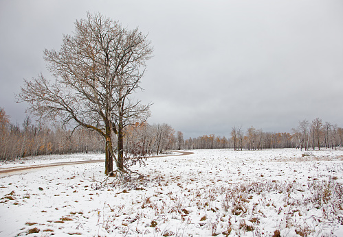 a bare tree and a dirt road beside a snow covered field in Elk Island Park in Alberta, Canada