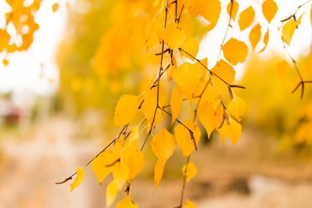 istock beautiful leaves on a tree in autumn 861341104