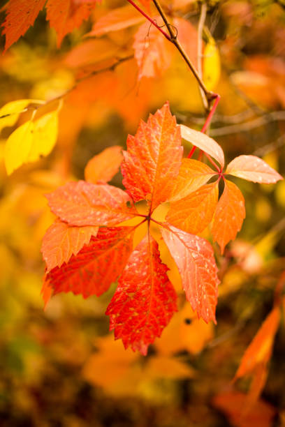 istock beautiful leaves on a tree in autumn 861341152