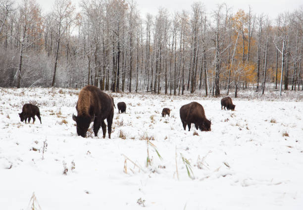 herd of bison on a snowy plain - chew the cud imagens e fotografias de stock