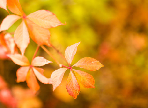 istock beautiful leaves on a tree in autumn 861341310