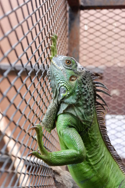 istock A iguana or green iguana in a cage 861341534