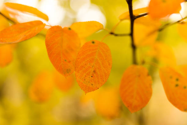 istock beautiful leaves on a tree in autumn 861341570