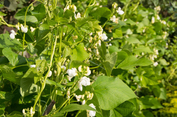 istock White flowers young beans on curly stems, copy space, background 861341638