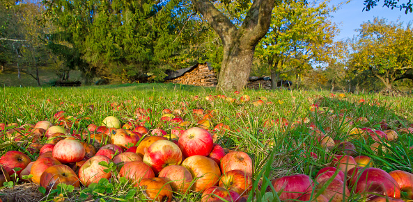 Windfall on a meadow in autumn