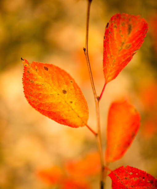 istock beautiful leaves on a tree in autumn 861342202