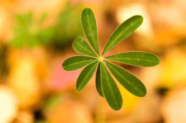 istock green leaves on the grass in autumn 861342638