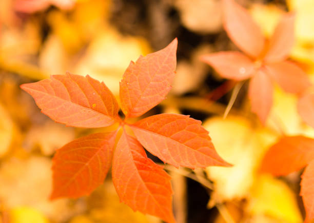 istock beautiful leaves on a tree in autumn 861344782